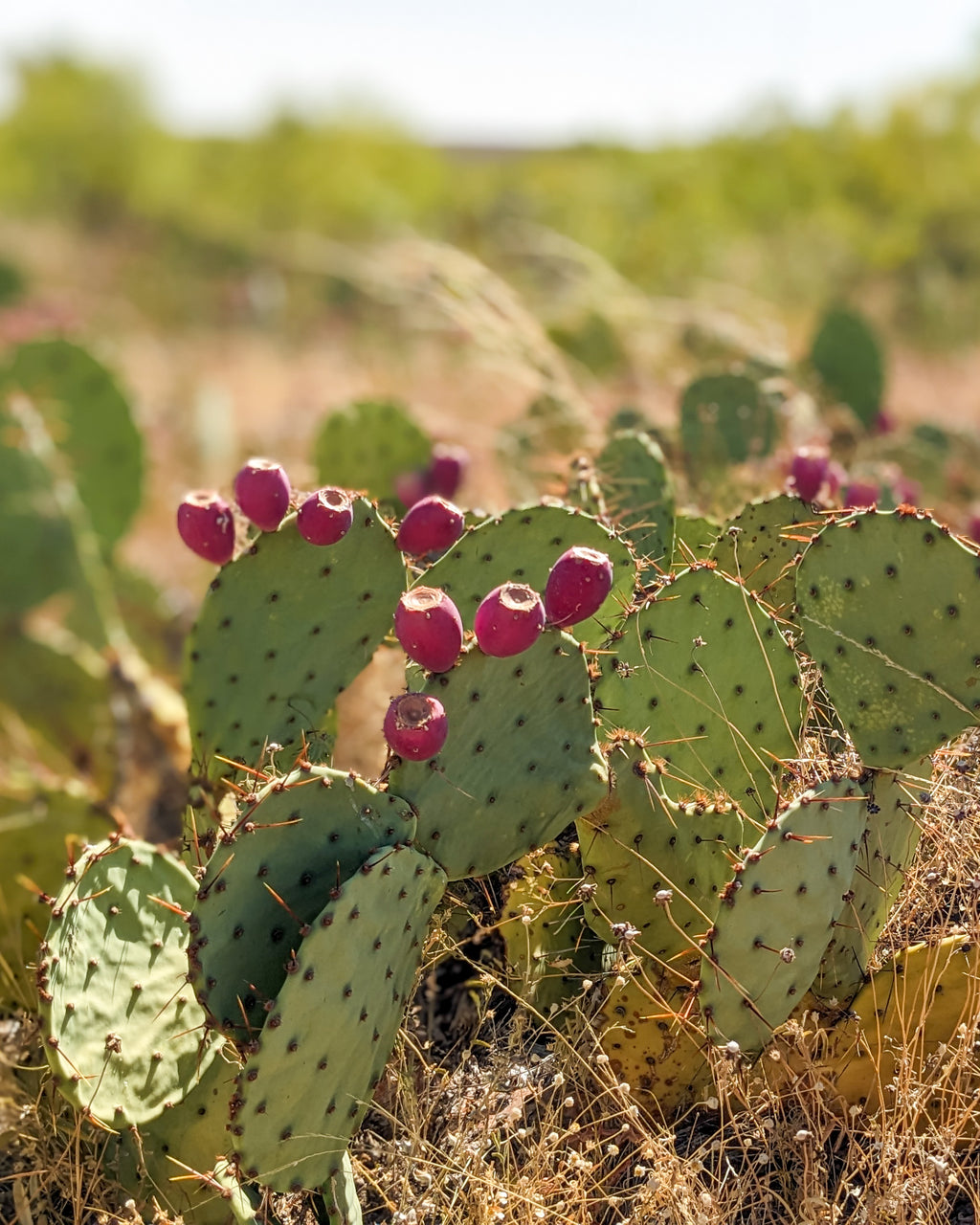 Prickly Pear hand towels