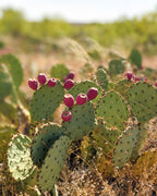 Prickly Pear hand towels