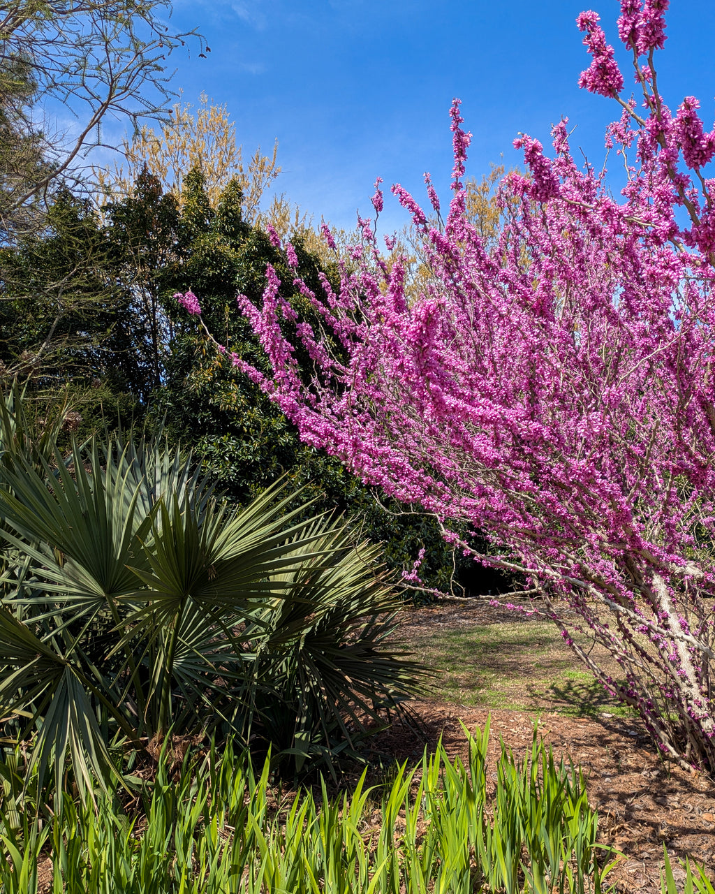 Redbud hand towels
