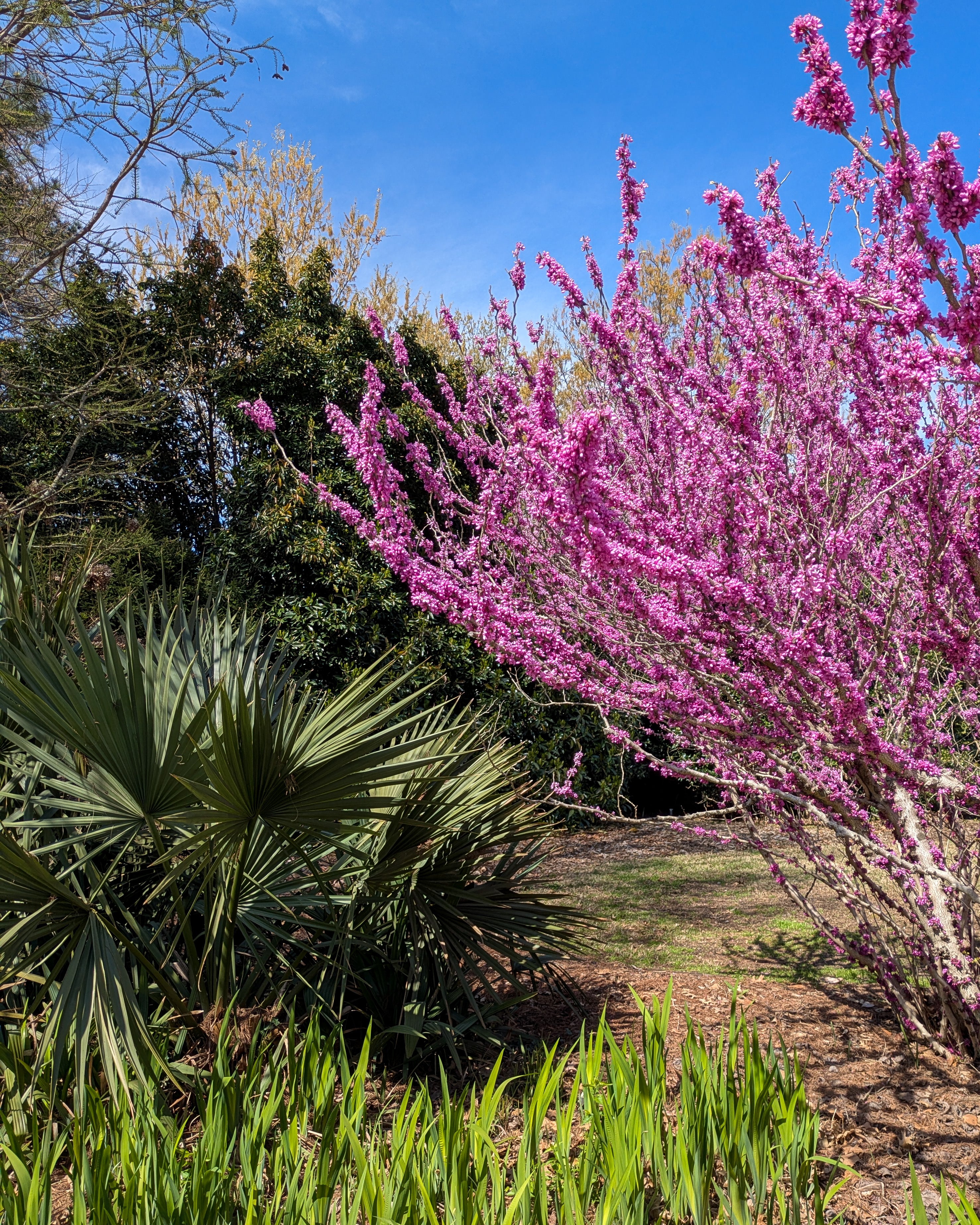 Redbud hand towels